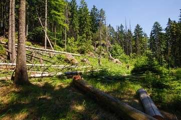 Fallen trees after a storm