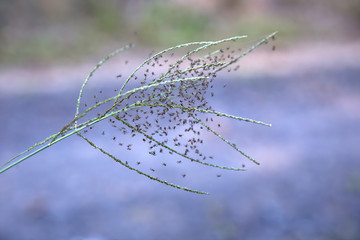 Spiderlings on grass near Kuranda in Tropical North Queensland, Australia