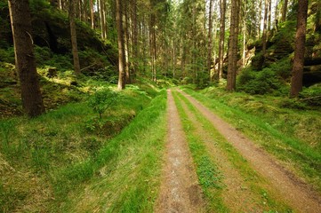 Beautiful forest road