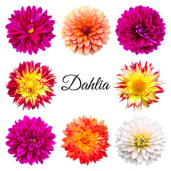 Set of dahlias in different colors. Flowers on a white background.