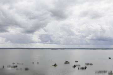 Landscape plants in the water on the background of storm clouds.