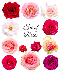 Set of roses in different colors and varieties. Flowers on a white background.