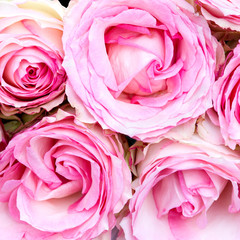 Background of light pink roses. Tea rose variety flowers.