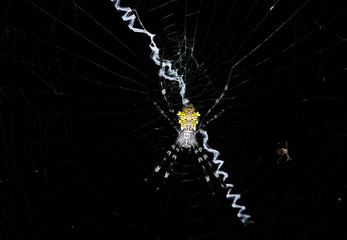 tropical yellow-bellied spider on a web in natural conditions