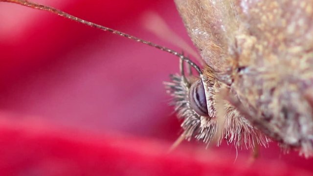 Close up de borboleta