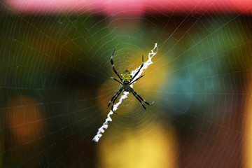 tropical yellow-bellied spider on a web in natural conditions