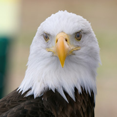 Obraz premium Bald Eagle Portrait