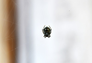 tropical spider in the center of the web in vivo