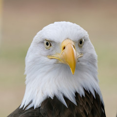 Obraz premium Bald Eagle portrait