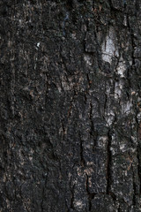 tree bark texture
