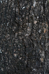 tree bark texture