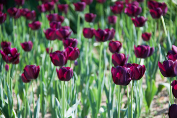 Tulipanes negros hermosa flor con intenso matices negros