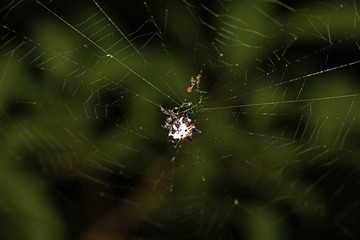 tropical spider in the center of the web in vivo