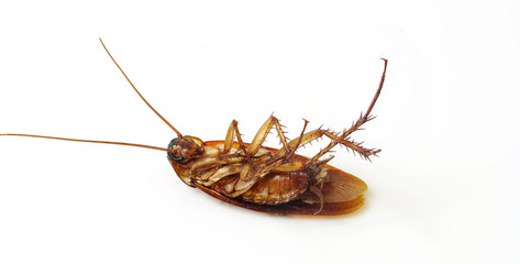 Cockroaches are dead with insecticides on a white background.
