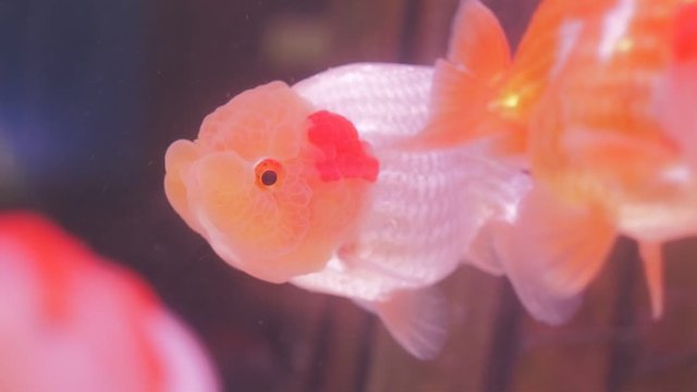 VDO. view of Ranchu Goldfish breed white-orange colored diving in fresh water glass tang. 