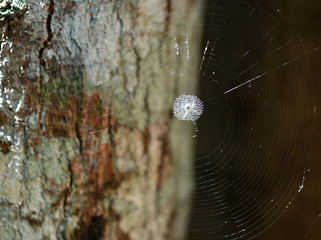 tropical spider in the center of the web in vivo