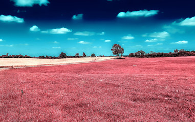 Beautiful purple infrared landscape with fields and trees