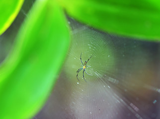 tropical spider in the center of the web in vivo