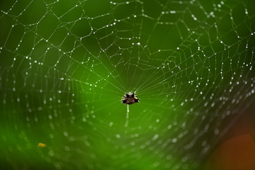 tropical spider in the center of the web in vivo