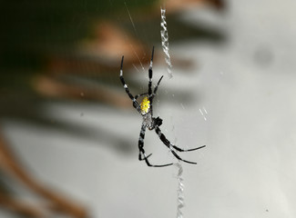 tropical spider in the center of the web in vivo