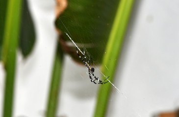 tropical spider in the center of the web in vivo