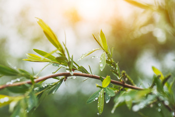 dew on green leaves, morning light, blurred nature background