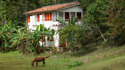a meadow with a cuban brown horse in the front of a historic white house with red shutters, cuba - Powered by Adobe