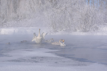 swans lake ice snow winter frost