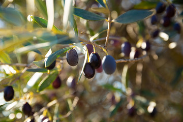 Black olives on tree branches in grove