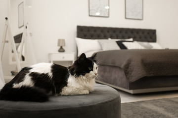 Cute fluffy cat on ottoman indoors. Modern bedroom interior