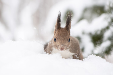 雪の中のエゾリス