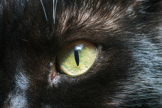 Black cat green eye closeup