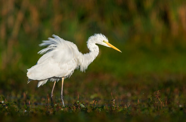 Fototapeta premium Great white egret (Egretta alba)
