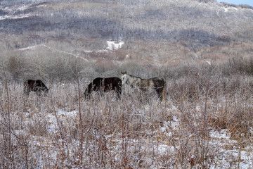 Horses graze in a winter meadow