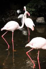 group of pink flamingos standing in pond