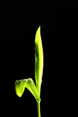 Macro of green plant with water