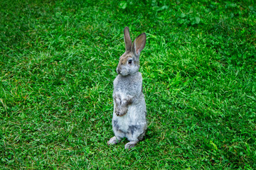 Beautiful gray rabbit stands on green grass and looks at the camera