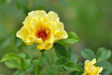 Beautiful closeup yellow rose flower picture in the garden. Natural beauty spirit, summer sunshines and gardening concept. Floristic composition.