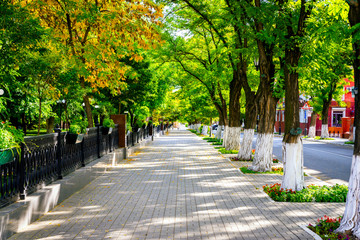 The acacia alley in the autumn Park. Bright sunny day. The concept of the autumn holiday
