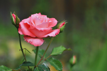 Beautiful closeup pink rose flower picture in the garden. Natural beauty spirit, summer sunshines and gardening concept. Floristic composition.