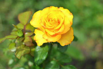 Beautiful vertical closeup yellow rose flower picture in the garden. Natural beauty spirit, summer sunshines and gardening concept. Floristic composition.