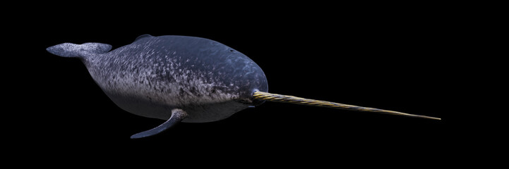 Narwhal, swimming male Monodon monoceros isolated on black background © dottedyeti