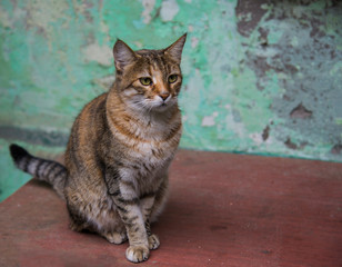 Cat on the streets of Odessa