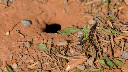 an ant with a hole in the orange red ground in vinales, cuba