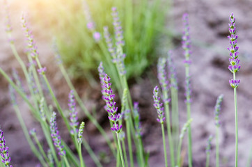lavender. Soft focus, beautiful lavender flower