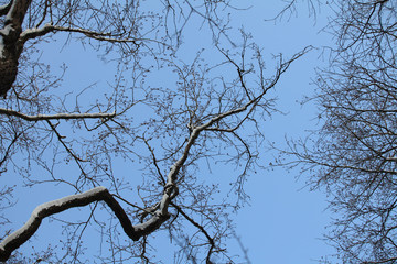 winter, bare branches of trees overhead