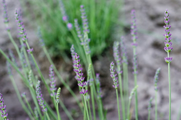 lavender. Soft focus, beautiful lavender flower