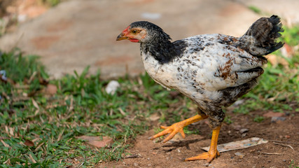 walking chicken in vinales, cuba