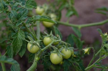Unripe green tomatoes growing on the garden. green tomato cherry