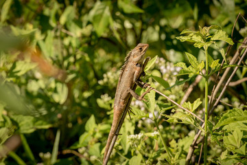 Chamaleon in the Udawalawe National Park on Sri Lanka.